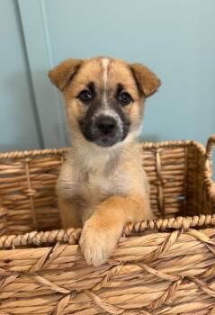 Australian Cattle Dog Blue Heeler and Labrador Retriever Dogs Available for Adoption in Fort Lupton, Colorado - Jostedal | PetCurious