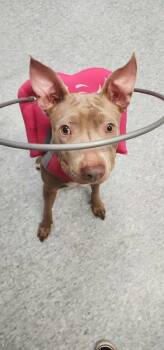 Helen -  Mixed Breed Dog for Adoption - Helen | PetCurious