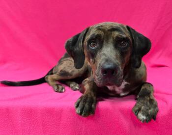 Hannah -  Catahoula Leopard Dog Dog for Adoption in Frankfort, Indiana - Hannah | PetCurious