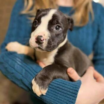 Pit Bull Terrier and Mixed Breed Dogs Available for Adoption - Ello | PetCurious
