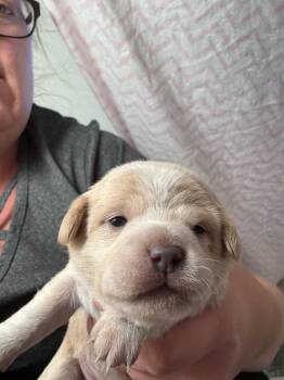 Pompom -  Terrier Dog for Adoption in Carson City, Nevada - Pompom | PetCurious