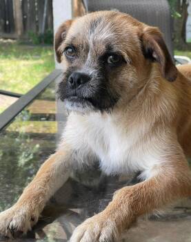 Copper -  Pug and Jack Russell Terrier Dog for Adoption in Fresno, California - Copper | PetCurious