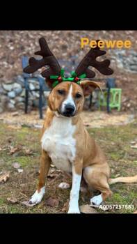 Rescue Mountain Cur Dogs for Adoption in Dahlonega, Georgia - Pee Wee | PetCurious