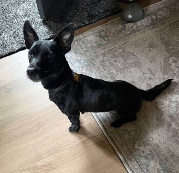 Hannah -  Dachshund and Chihuahua Dog for Adoption in Spokane, Washington - Hannah | PetCurious