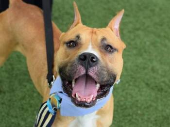 Junebugg -  Mixed Breed Dog for Adoption - Junebugg | PetCurious