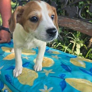 Diane -  Mixed Breed Dog for Adoption in Kansas City, Missouri - Diane | PetCurious