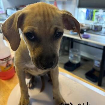 minke -  Mixed Breed Dog for Adoption in Bellingham, Washington - Minke | PetCurious
