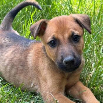 German Shepherd Dog and Mixed Breed Dogs Available for Adoption in Albuquerque, New Mexico - TULIP | PetCurious