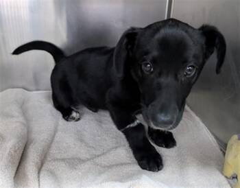 Labrador Retriever and Mixed Breed Dogs Available for Adoption in Salinas, California - JIMMY | PetCurious