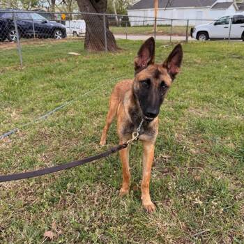 Belgian Shepherd Malinois Dogs Available for Adoption in Tulsa, Oklahoma - Tovi | PetCurious