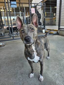 Rescue Mixed Breed Dogs for Adoption in Ocala, Florida - Melody | PetCurious