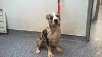 Pit Bull Terrier and Mixed Breed Dogs Available for Adoption in Charlotte, North Carolina - PEBBLES | PetCurious