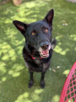 Melvin -  German Shepherd Dog Dog for Adoption in Glendale, Arizona - Melvin | PetCurious