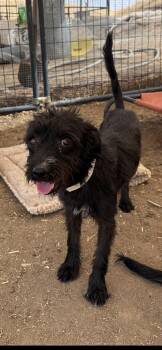 Sofia -  Miniature Schnauzer and Wirehaired Terrier Dog for Adoption in New Haven, Connecticut - Sofia | PetCurious