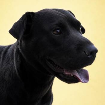 Sable -  Shar Pei and American Staffordshire Terrier Dog for Adoption in Kim, Colorado - Sable | PetCurious