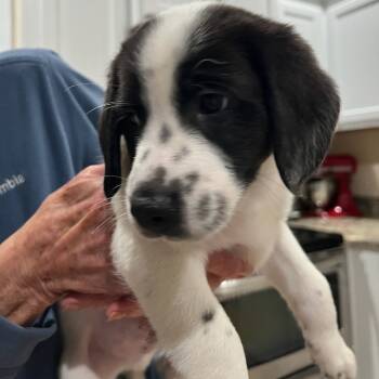 Rescue Beagle and Maltese Dogs for Adoption in Myrtle Beach, South Carolina - Casey | PetCurious