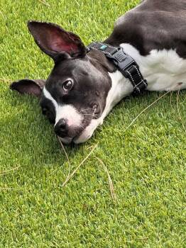 Fana -  American Staffordshire Terrier and Pit Bull Terrier Dog for Adoption in Humble, Texas - Fana | PetCurious