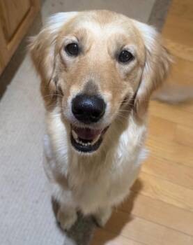 Delyah -  Golden Retriever Dog for Adoption in Waterville, Ohio - Delyah | PetCurious