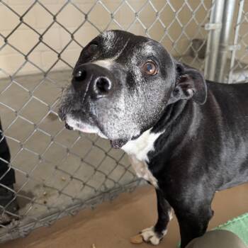 Pit Bull Terrier Dogs Available for Adoption in Reno, Nevada - Shushu | PetCurious