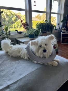 West Highland White Terrier Westie and Poodle Dogs Available for Adoption in Seattle, Washington - Rory | PetCurious