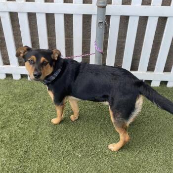 Rescue Rottweiler and Labrador Retriever Dogs for Adoption in Modesto, California - A603507 | PetCurious