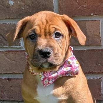 Mixed Breed Dogs Available for Adoption in Wilmington Island, Georgia - Cinnabon | PetCurious
