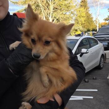 Mavis -  Mixed Breed Dog for Adoption in Klamath Falls, Oregon - Mavis | PetCurious