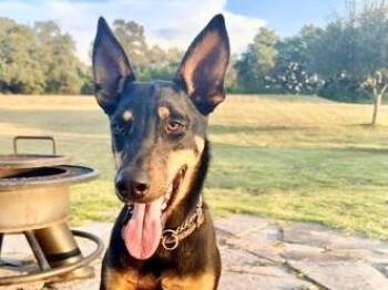 Lucy -  Mixed Breed Dog for Adoption in Georgetown, Texas - Lucy | PetCurious