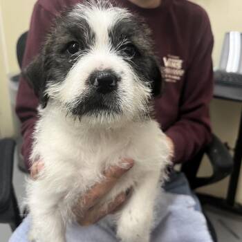 TAFFY -  Terrier and Mixed Breed Dog for Adoption in Richmond, California - TAFFY | PetCurious