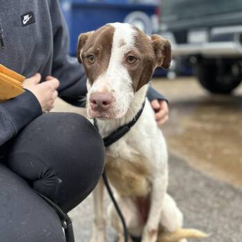 Mixed Breed Dogs Available for Adoption - HydroJug | PetCurious