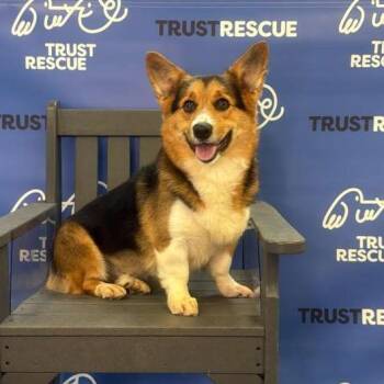 Cardigan Welsh Corgi Dogs Available for Adoption - WINSLOW | PetCurious
