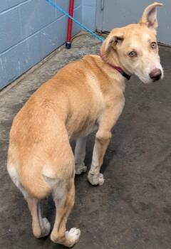 Bambi (Malla) -  Siberian Husky Dog for Adoption in Evansville, Indiana - Bambi (Malla) | PetCurious