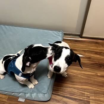 Rescue Terrier and Dachshund Dogs for Adoption in Minnetonka, Minnesota - Londa D66753 | PetCurious