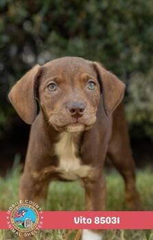 Vito -  Dachshund Dog for Adoption in Mobile, Alabama - Vito | PetCurious