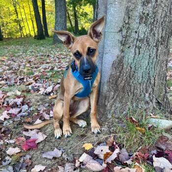 Magpie -  Mixed Breed Dog for Adoption in Northwood, New Hampshire - Magpie | PetCurious
