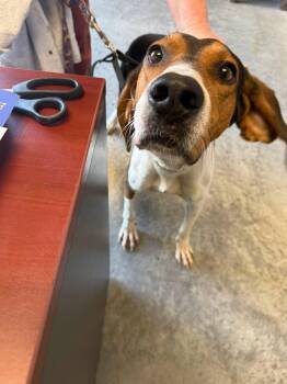 Clyde -  Coonhound Dog for Adoption in Taylorsville, Kentucky - Clyde | PetCurious
