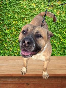 Boxer and Bulldog Dogs Available for Adoption in Ventura, California - Billy  | PetCurious