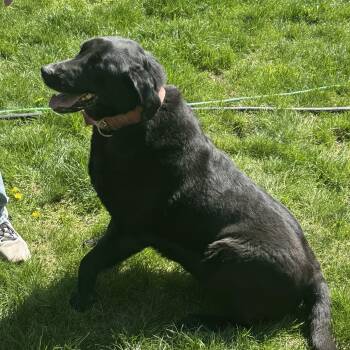 Rescue Black Labrador Retriever Dogs for Adoption in Moscow, Idaho - **COURTESY LISTING** Molly | PetCurious