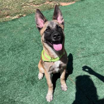 Applejack -  Belgian Shepherd Malinois Dog for Adoption in Griffin, Georgia - Applejack | PetCurious