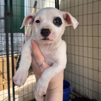 Mixed Breed Dogs Available for Adoption in Lake Jackson, Texas - Sage | PetCurious
