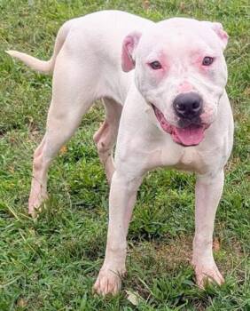 OMAR -  Pit Bull Terrier Dog for Adoption in Akron, Ohio - OMAR | PetCurious