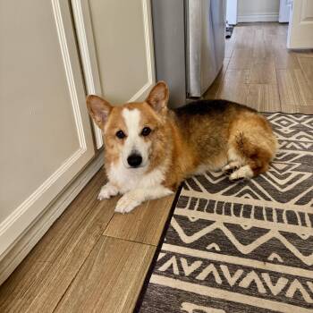 Corgi Dogs Available for Adoption in Los Angeles, California - Woody | PetCurious