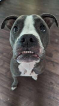CD:Ruger -  Staffordshire Bull Terrier and Boxer Dog for Adoption in Aurora, Indiana - CD:Ruger | PetCurious