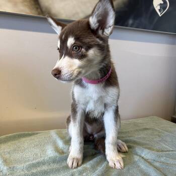 IVHS-Stray-142453 -  Siberian Husky Dog for Adoption in San Gabriel, California - IVHS-Stray-142453 | PetCurious