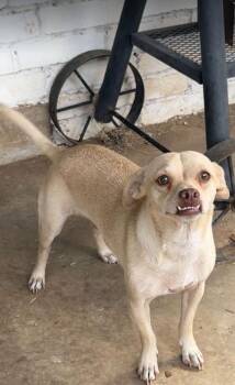 Chihuahua Dogs Available for Adoption in Cranston, Rhode Island - Riggins In TX | PetCurious