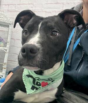 Mixed Breed Dogs Available for Adoption in Detroit, Michigan - Gregor | PetCurious