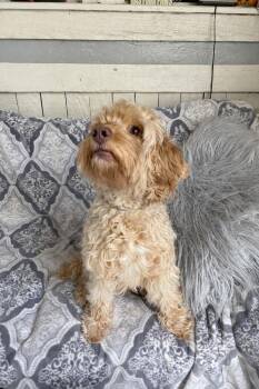 Poodle Dogs Available for Adoption in Fort Worth, Texas - Mor | PetCurious