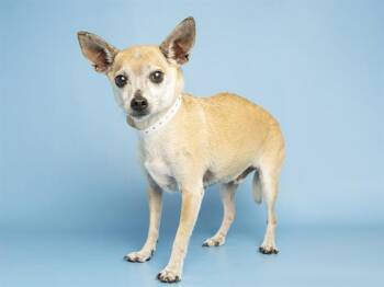 CHALUPA -  Chihuahua Dog for Adoption in Phoenix, Arizona - CHALUPA | PetCurious
