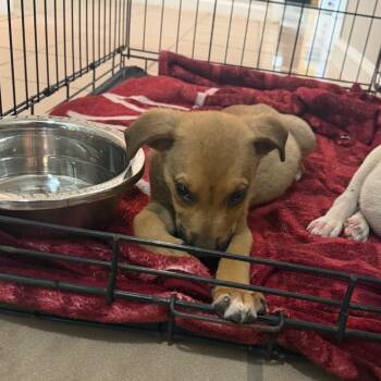 Thorn -  Shepherd and Pit Bull Terrier Dog for Adoption in Starkville, Mississippi - Thorn | PetCurious