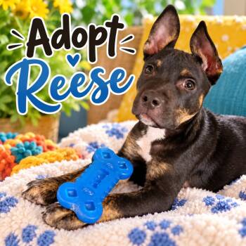 Reese -  Rat Terrier Dog for Adoption - Reese | PetCurious